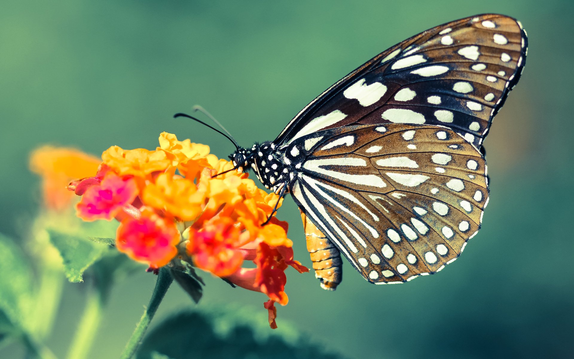 冰与火的协奏，当芬兰险胜冰岛，格纳布里在NBA的赛场接管战争
