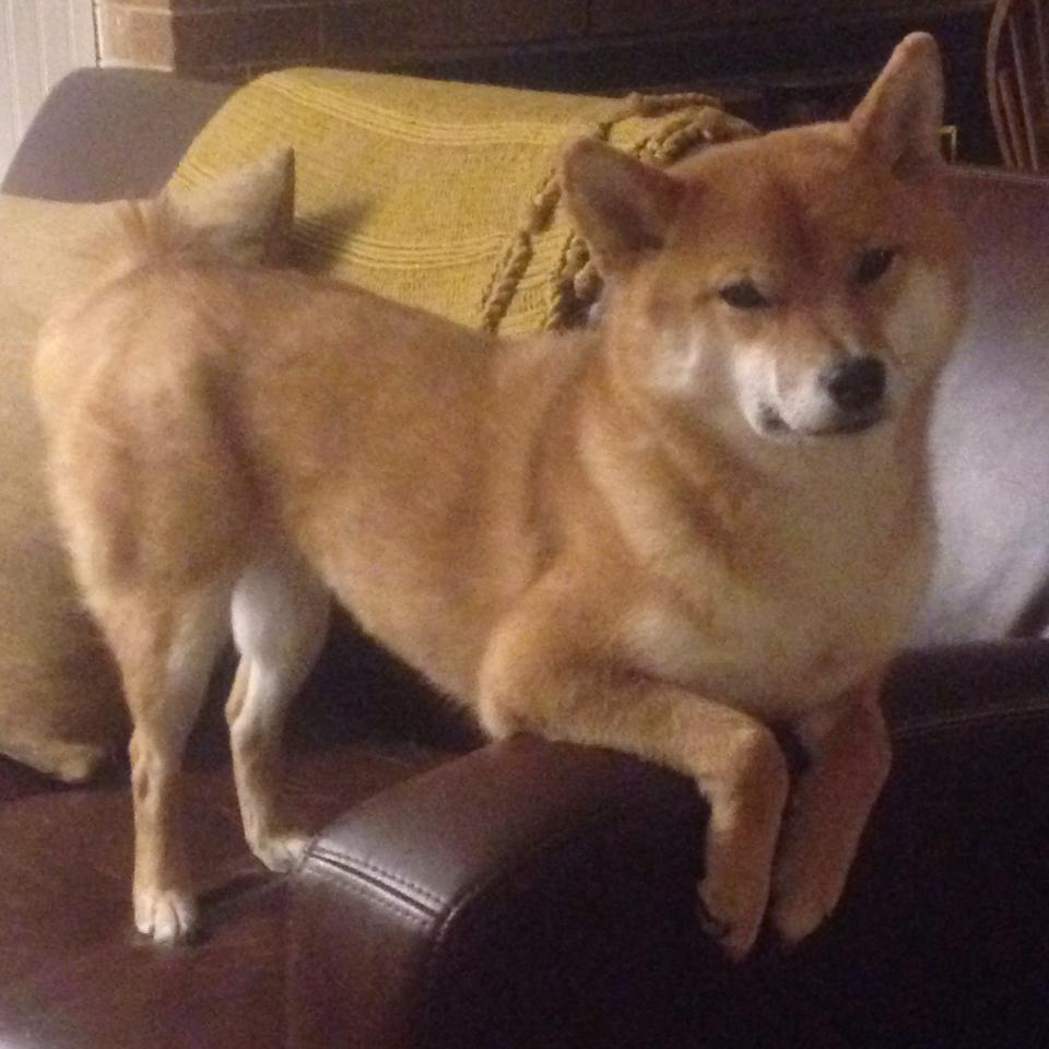 开云体育在线-独木成林，当切特用一场比赛定义攻防统治力的全部含义