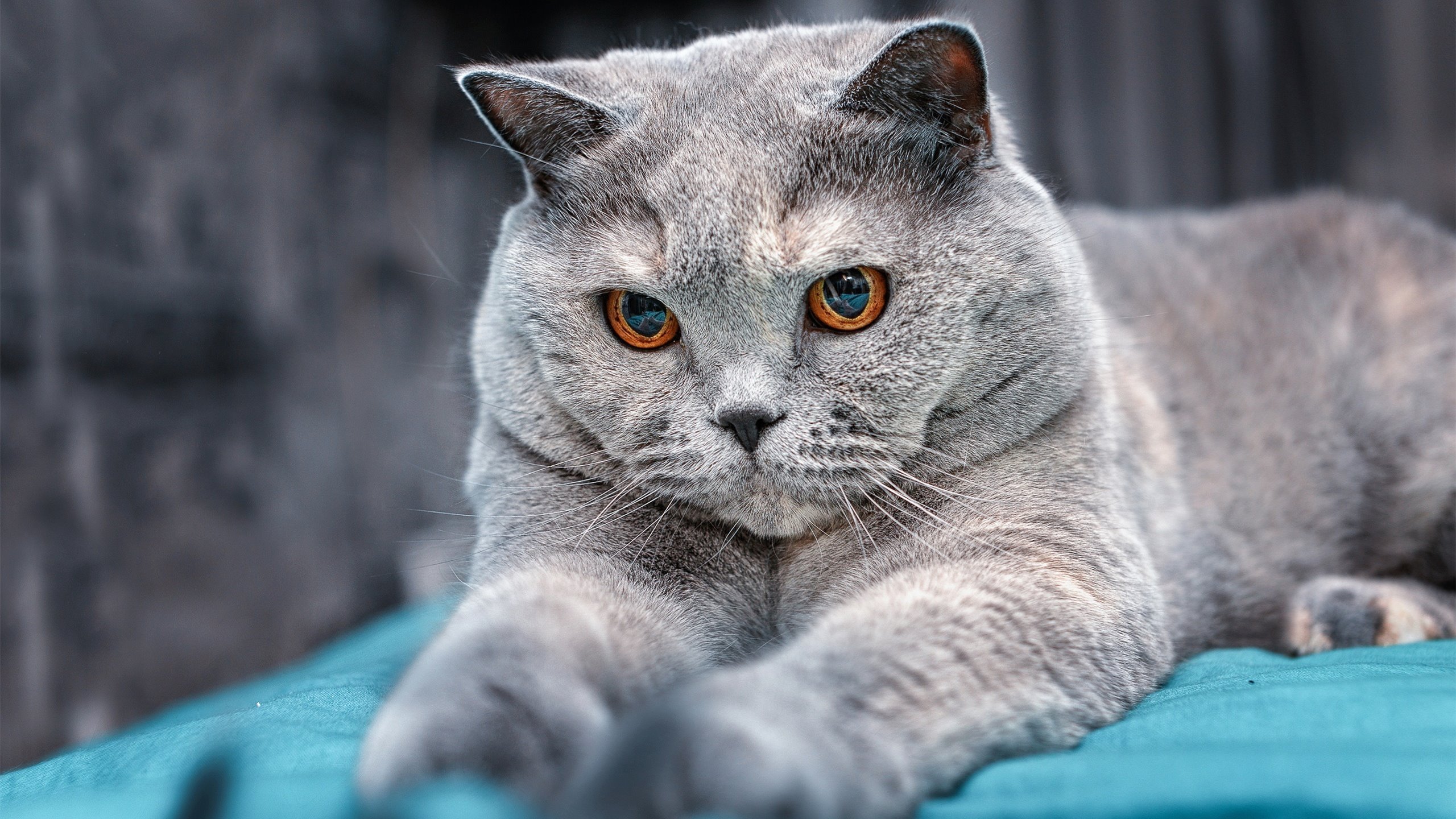 铁骑踏破东欧铁骑，凯塞多一战封神—土耳其惊天逆转背后的新王加冕