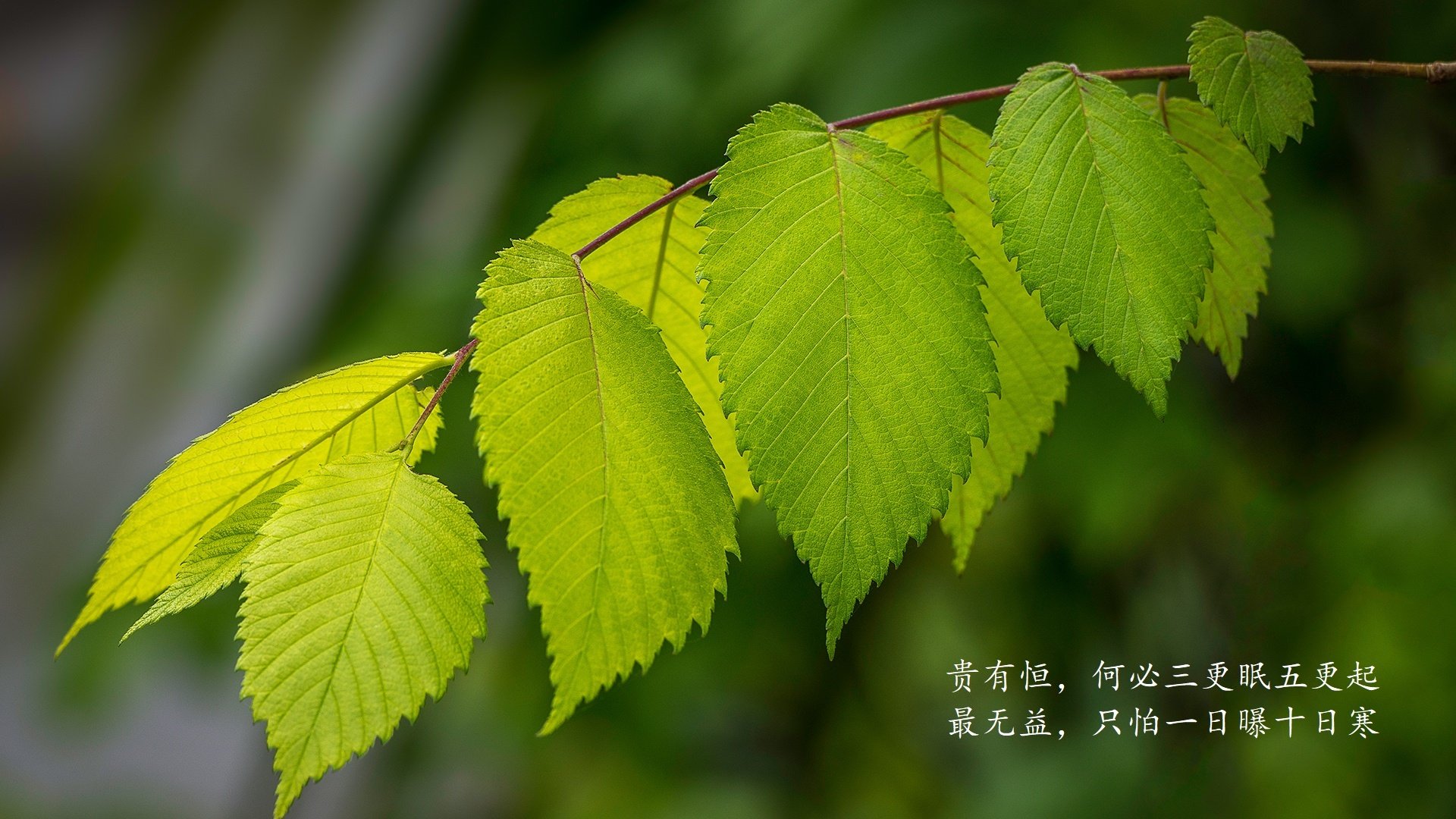 归化巨星闪耀,内马尔独造两球,罗马尼亚2-1险胜尼日利亚,战术大师杰作